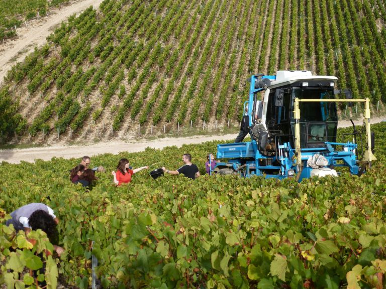 vendange dans le Grand Cru vaudésir