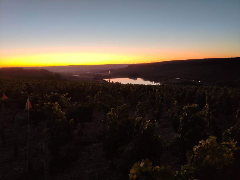 Vue de notre parcelle de vieilles vignes