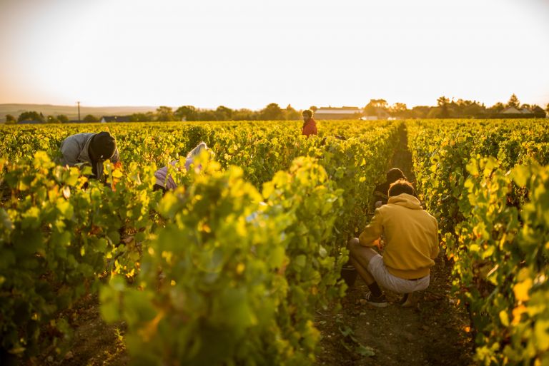 amphore chardonnay