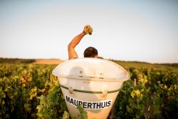 Domaine de Mauperthuis - Fédération des Vignerons Indépendants de l'Yonne